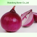 Exporting High Quality Red/Yellow Onion
